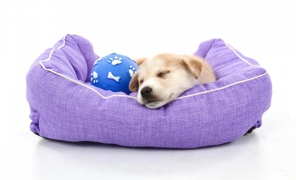 Puppy resting in soft purple bed with blue ball