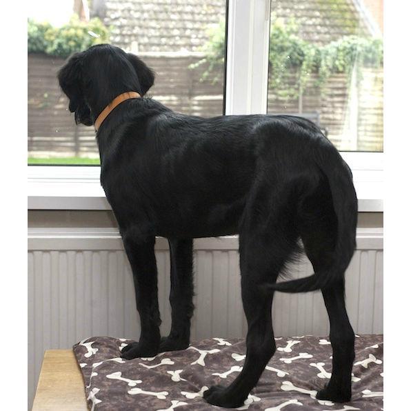 Puppy waiting at window