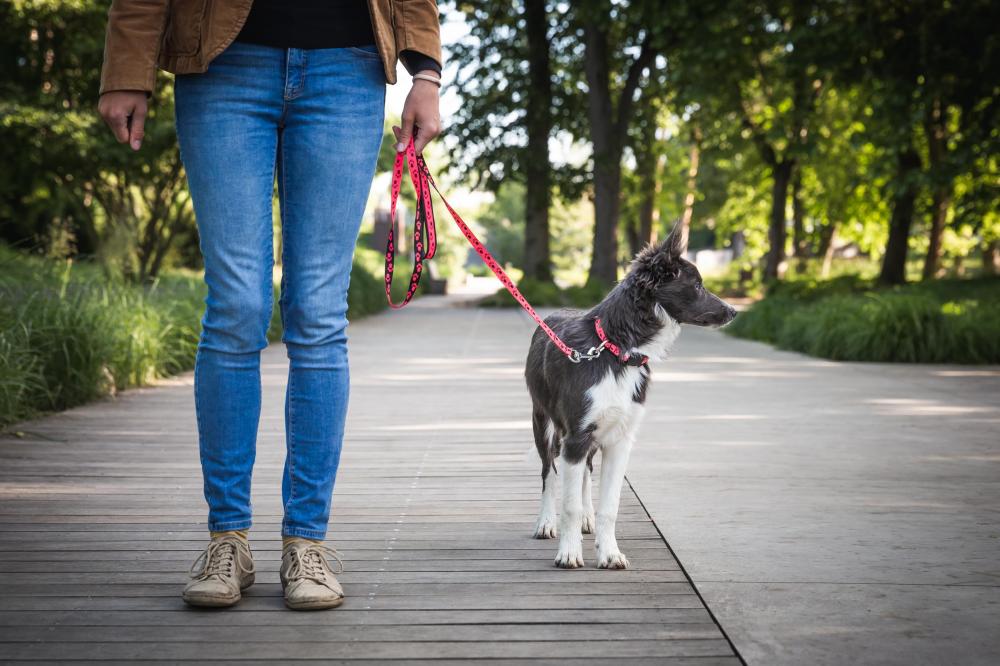 Puppy walking in woodland on lead with owner for socialisation