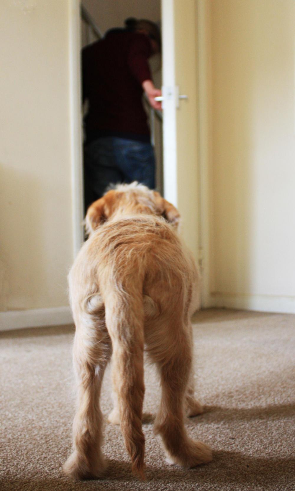 Puppy watching owner leave