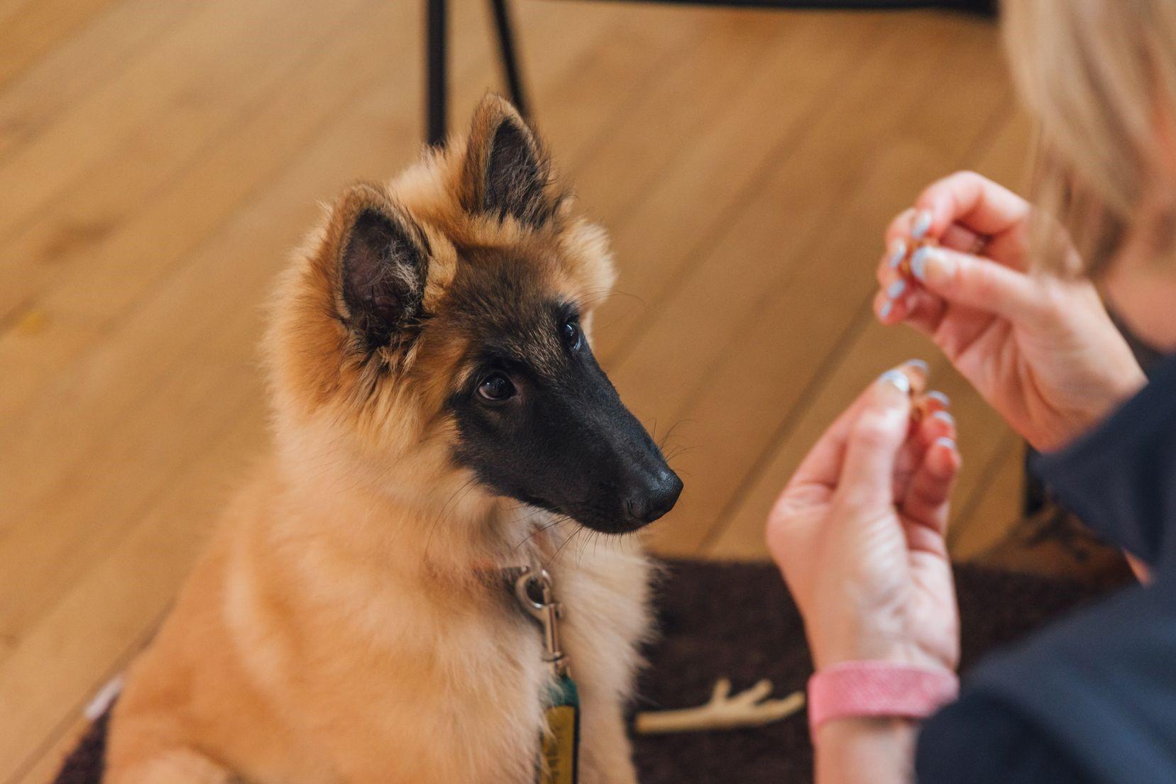 Puppy watching treats