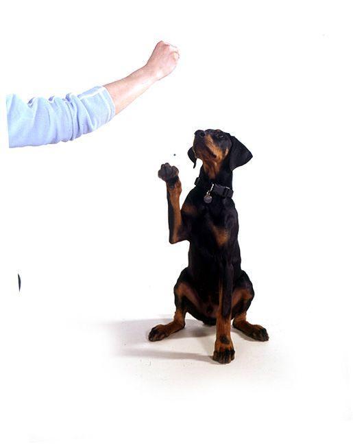 Puppy waving