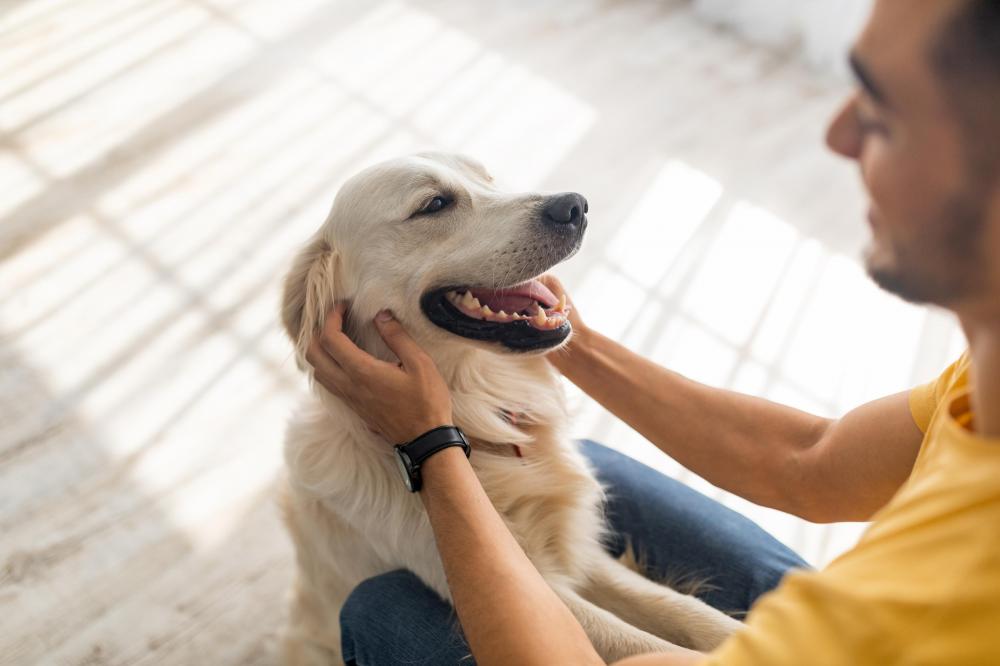 Relaxed golden retriever dog being petted in new home 