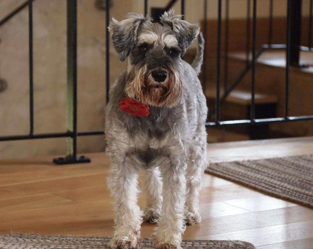 Renae the miniature schnauzer standing in home looking at camera