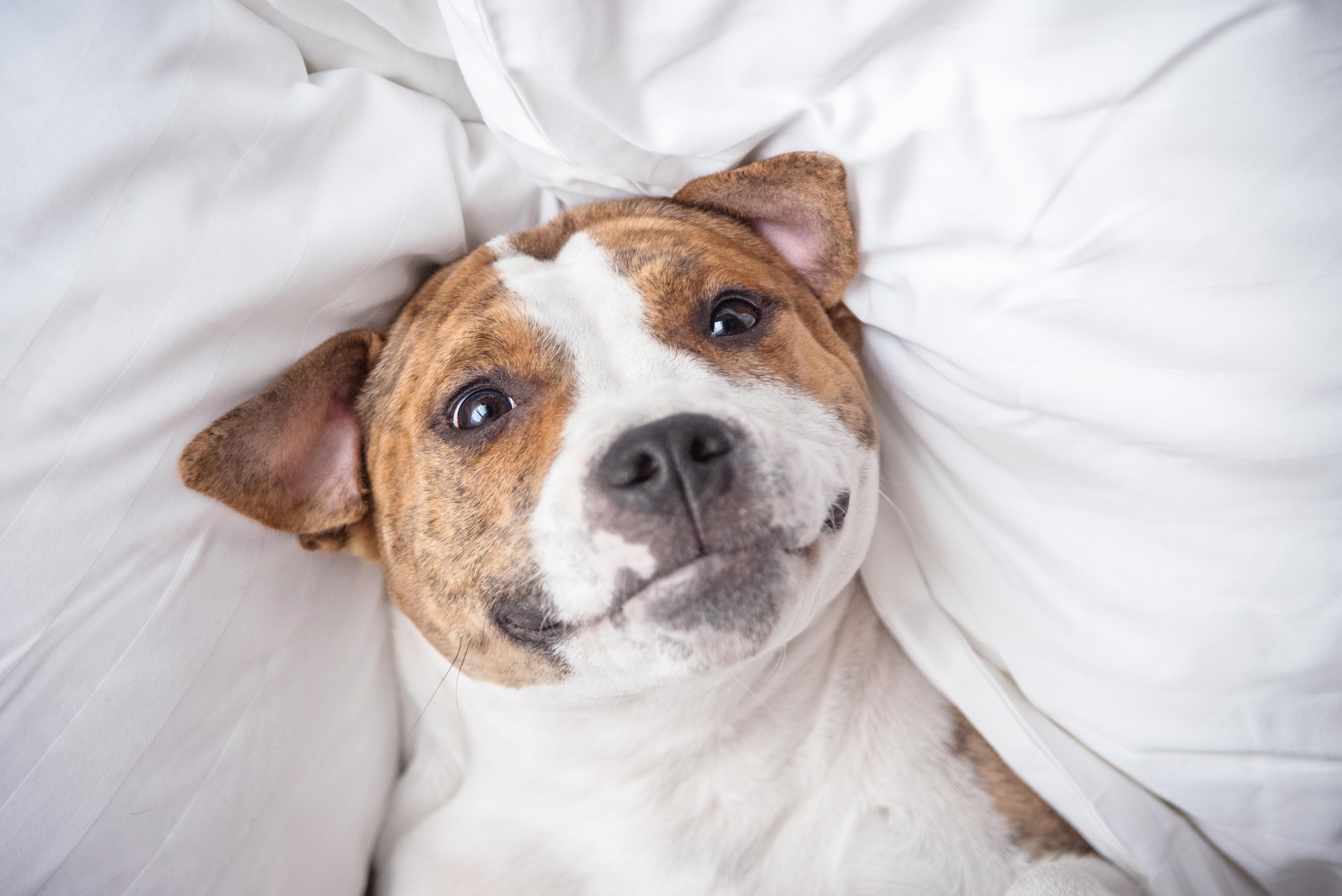 Rescue dog at home laying upside down on white bedsheets