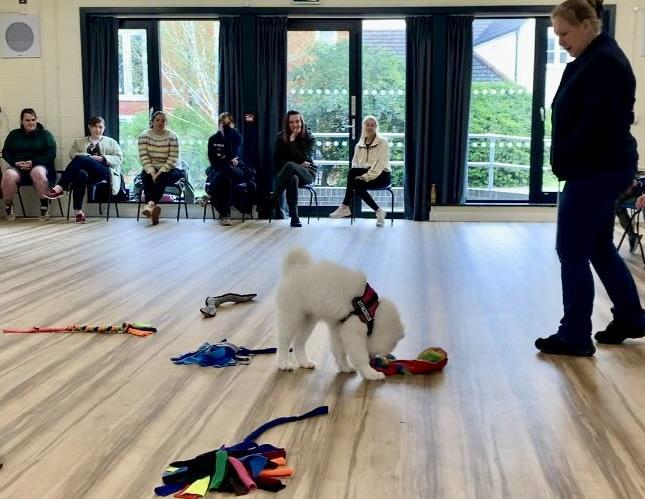 Samoyed puppy being taught sniffing skills