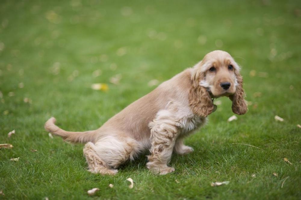 Spaniel in garden