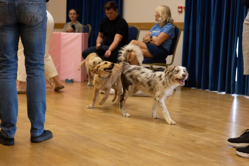 Supervised puppy play in class