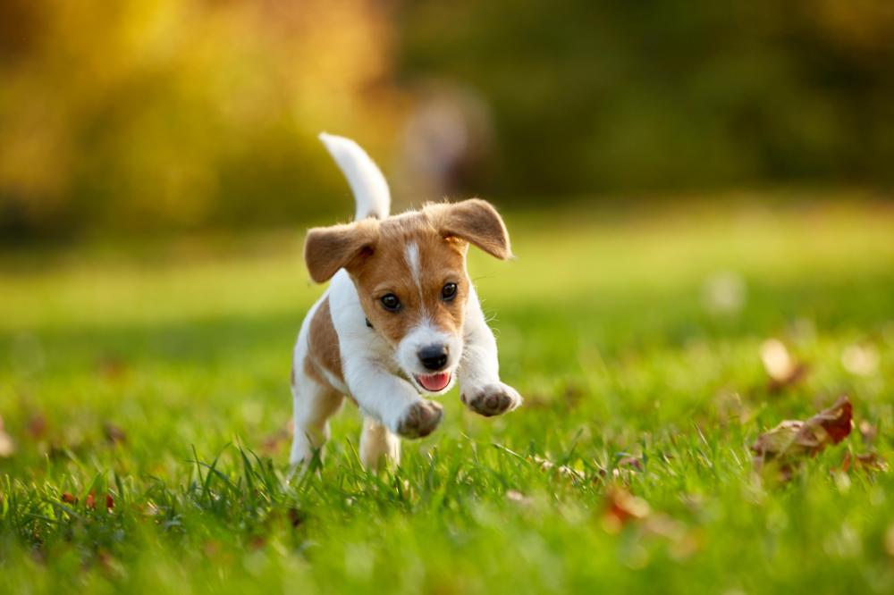 Terrier puppy running on grass outside