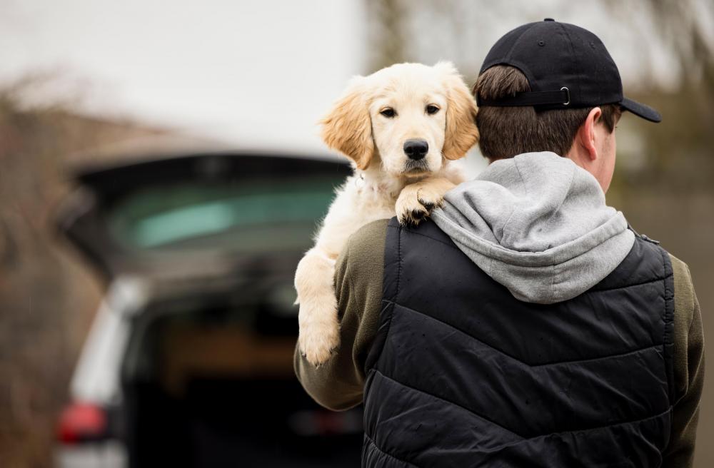 theft of golden retriever puppy carried away by a man