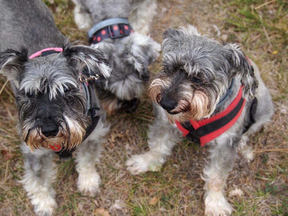 Three miniature schnauzer dogs standing close out on walk together