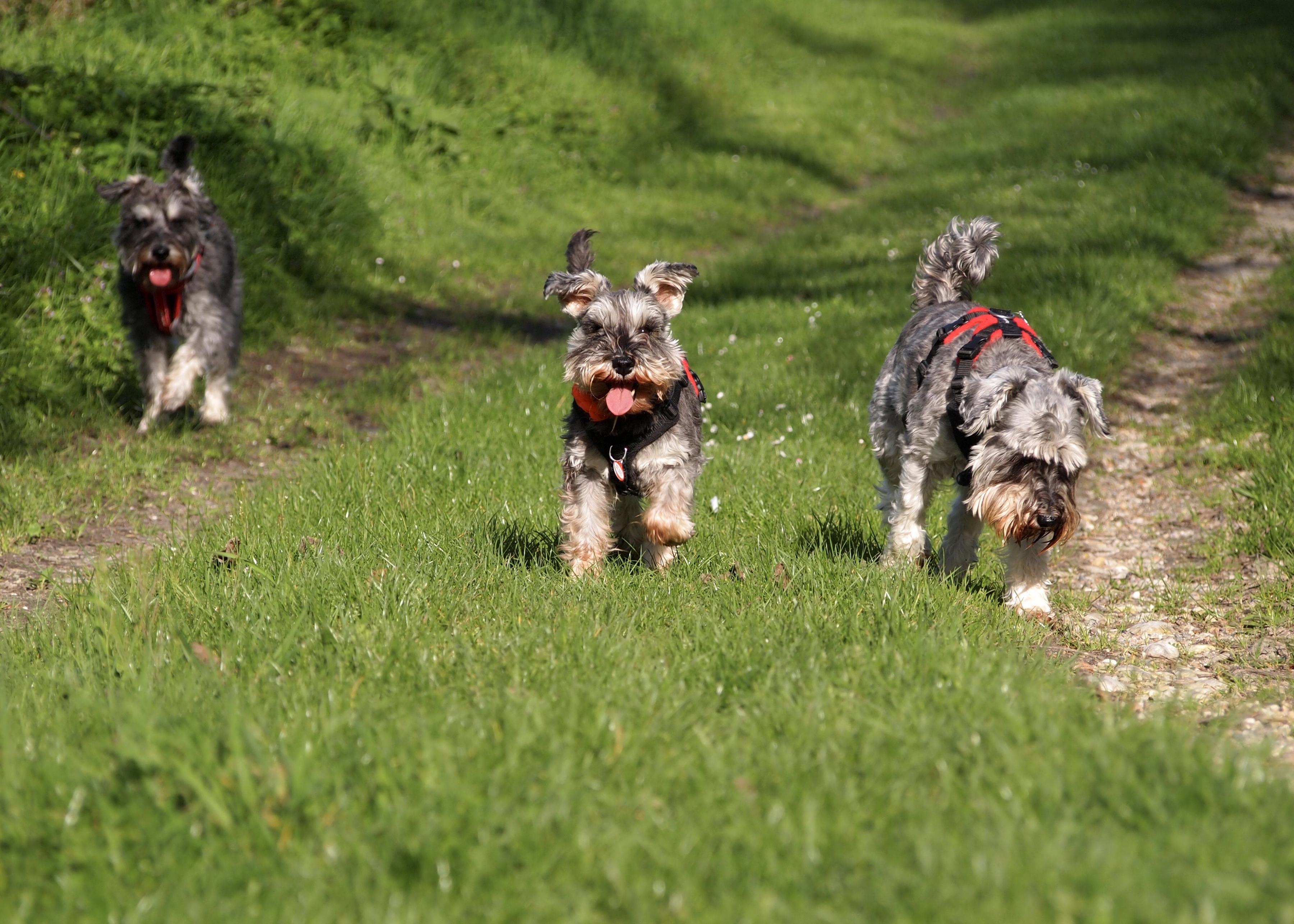 Three schnauzers happily trotting on their walk in the sun