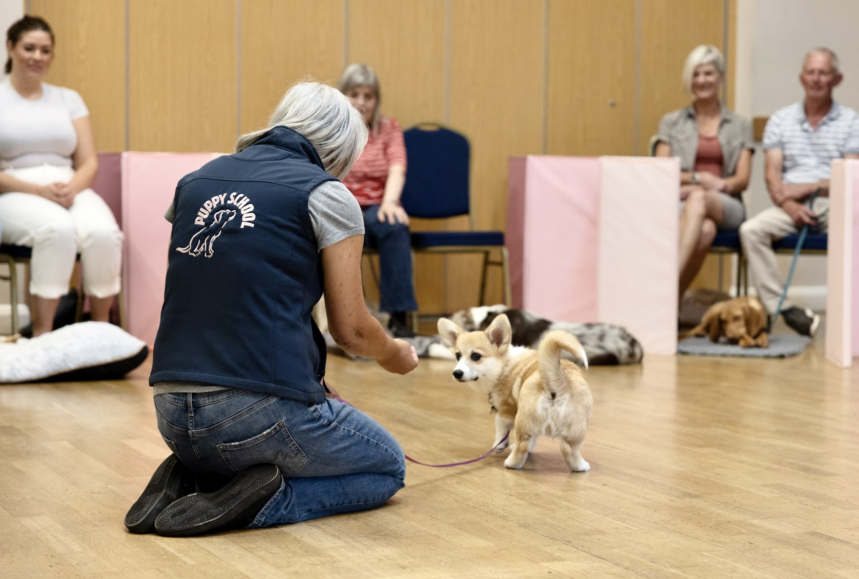 Tutor near you demonstrating in class with a Corgi puppy