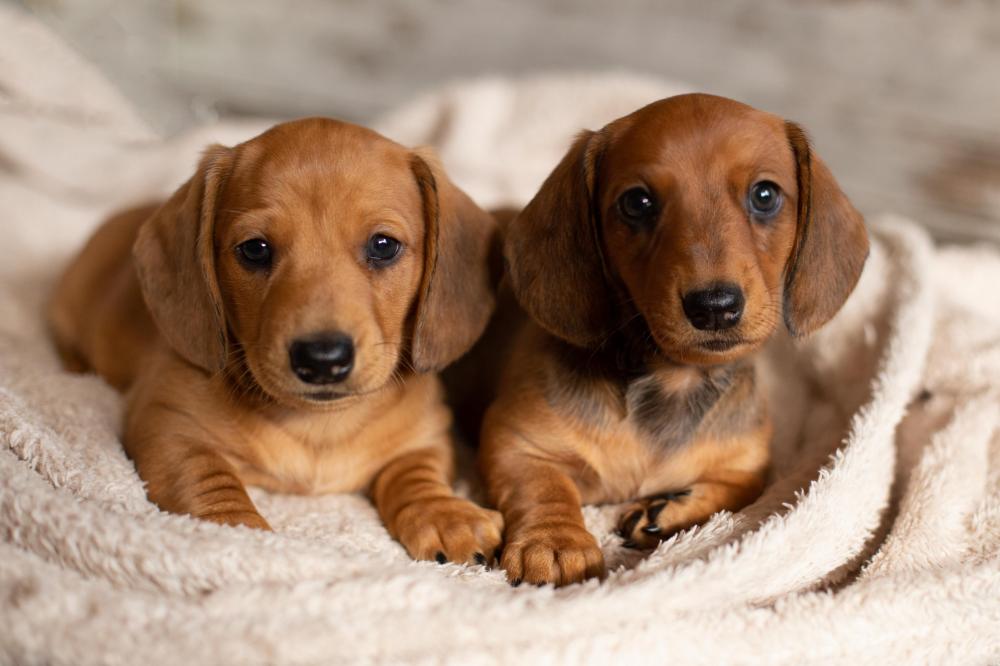 Tips for buying a puppy & avoiding puppy scams