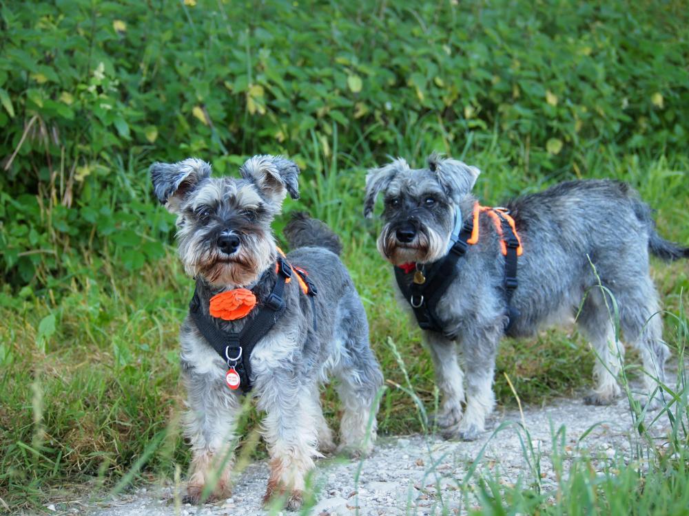 Two miniature schnauzer dogs on pathway outdoors looking at camera