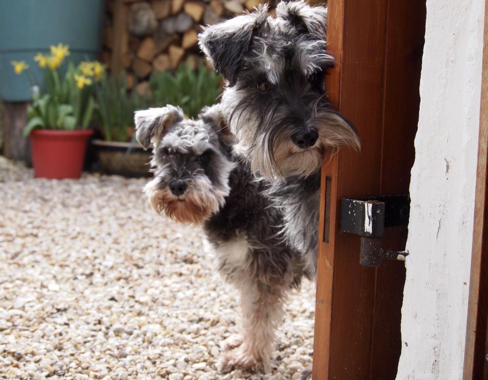 Two miniature schnauzers investigating gravel garden together