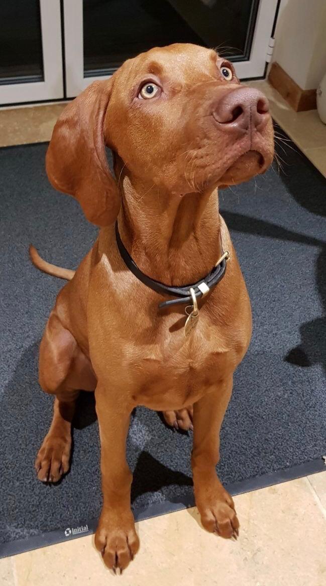 Vizsla puppy showing their learnt sitting skills