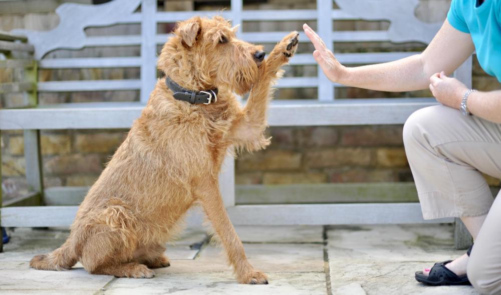 Wave Irish Terrier