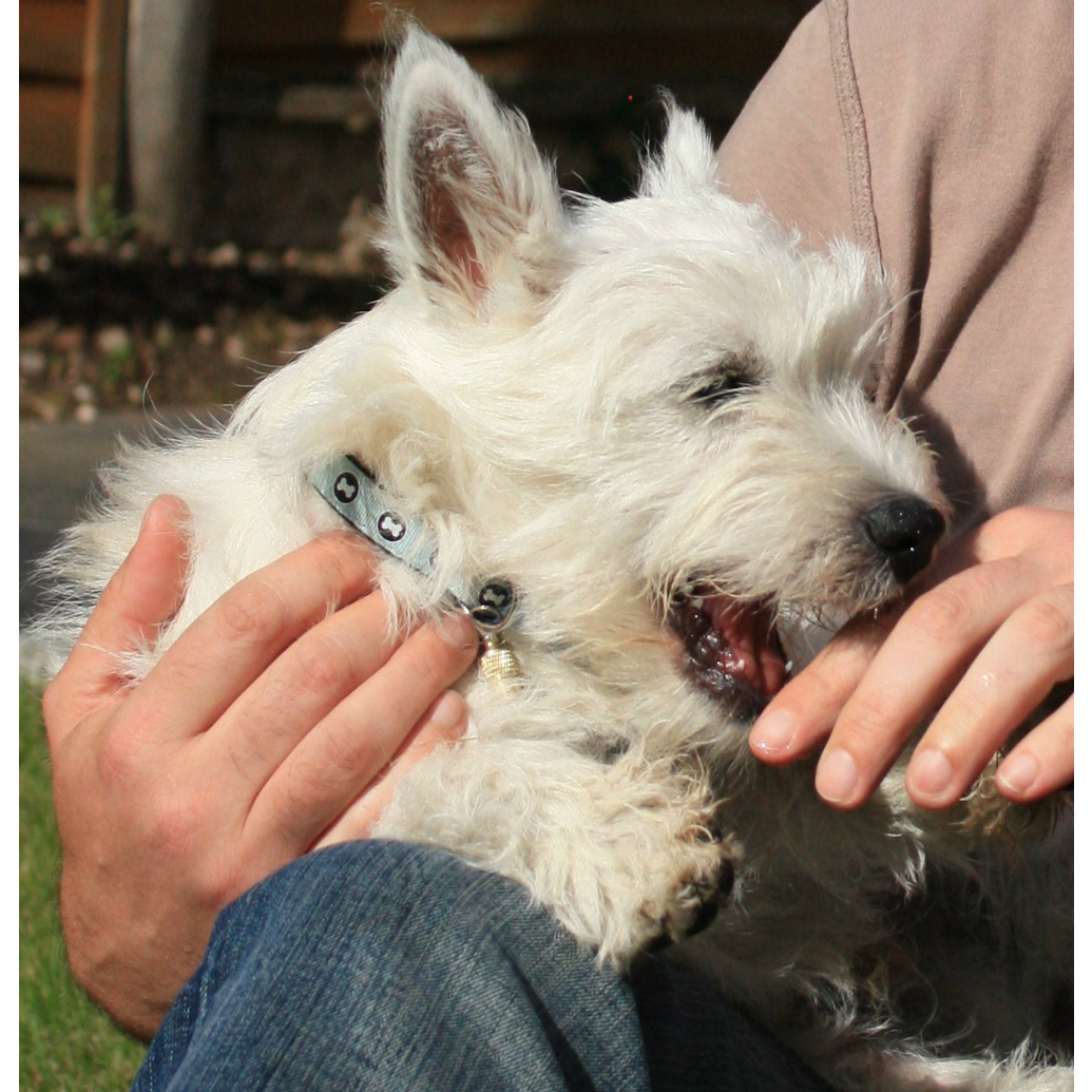 Westie puppy biting fingers