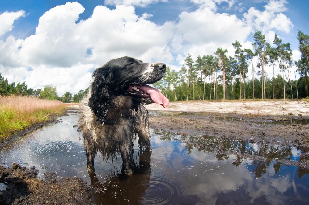 Alabama Rot - what you need to know