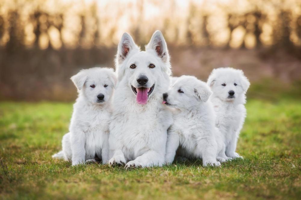 White German Shepherd laying on grass staring at camera surrounded by her three young puppies