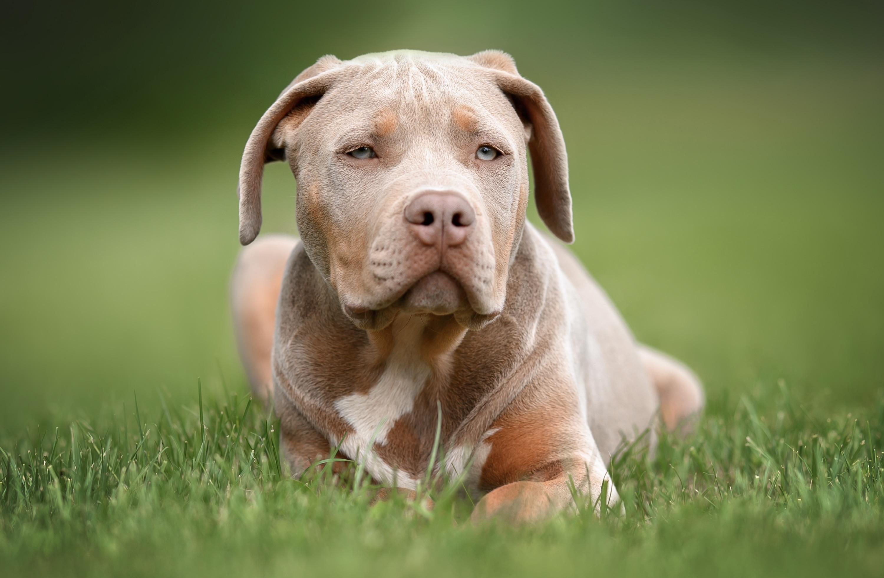 XL Bully puppy