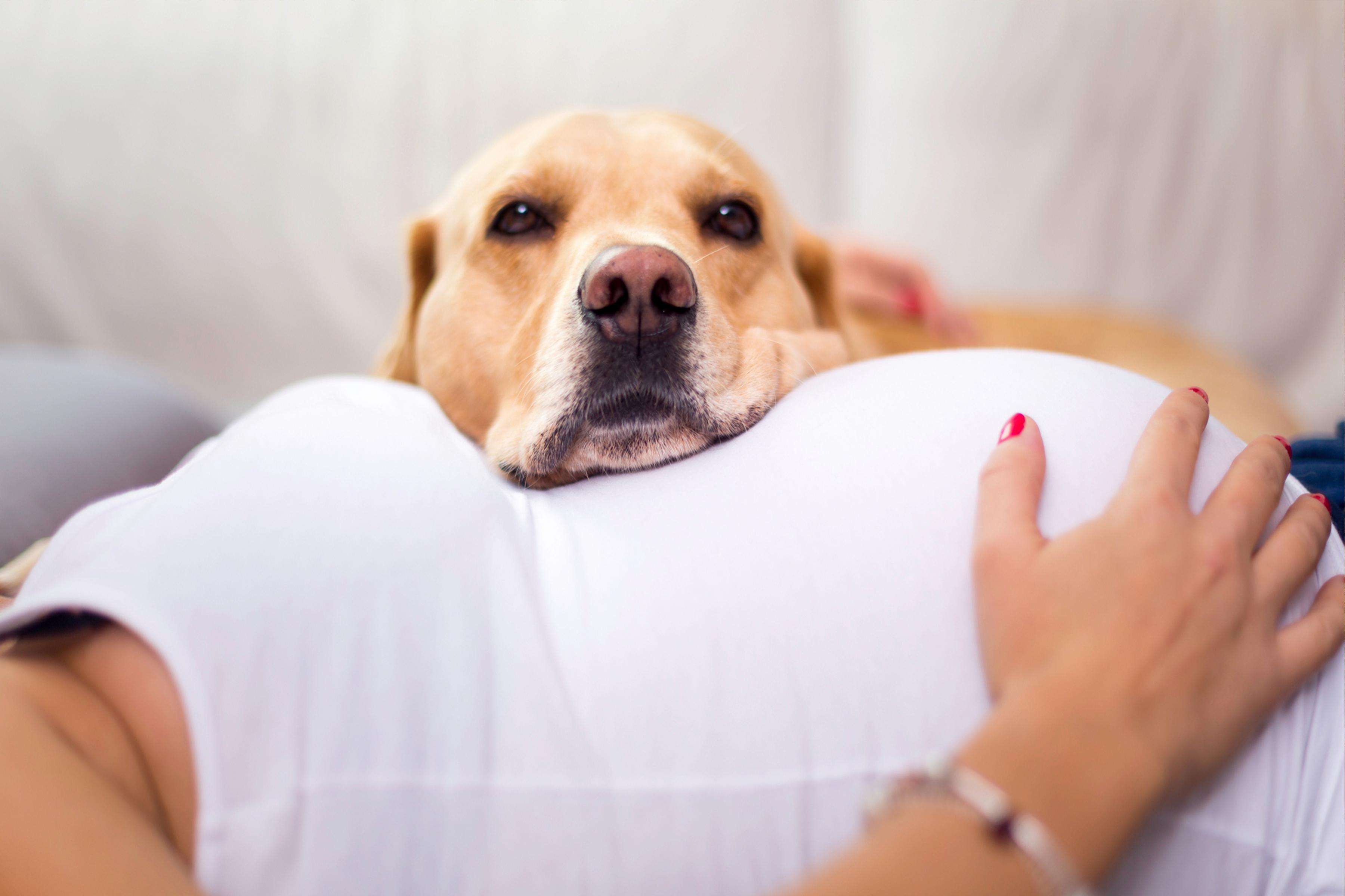 Yellow labrador dog resting head on pregnant owners belly getting ready for baby