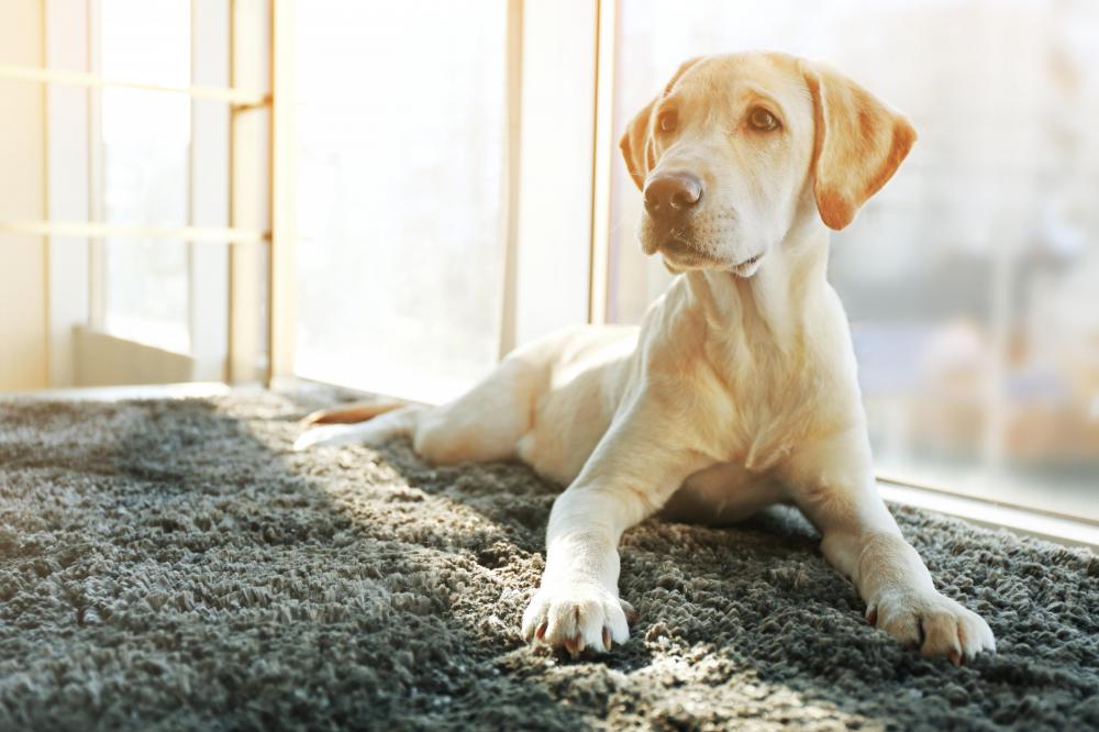 Yellow labrador dog resting on rug in pet friendly rental