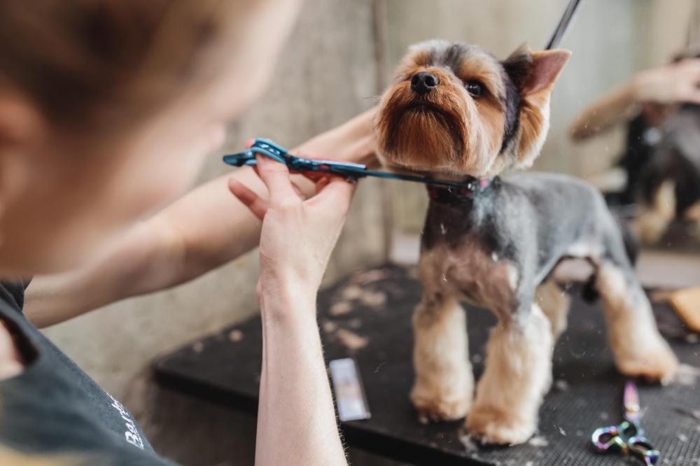 Yorkshire terrier on grooming table with groomer using scissors to trim coat