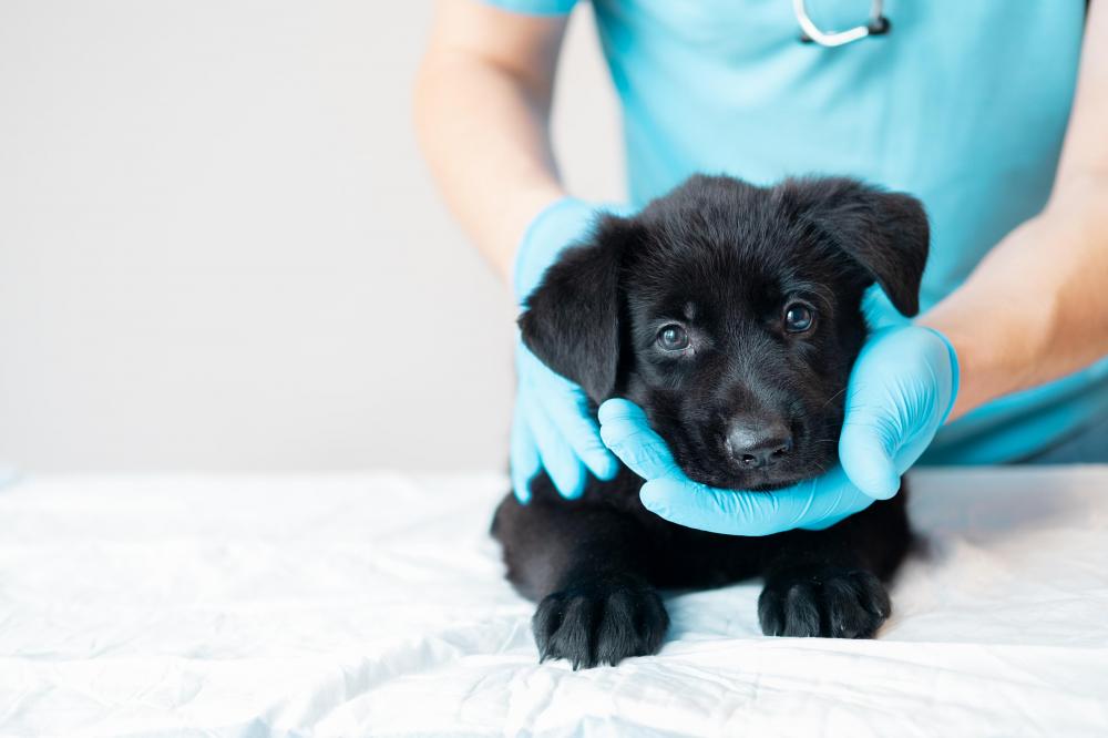 Young black collie puppy being examined on table by a vet