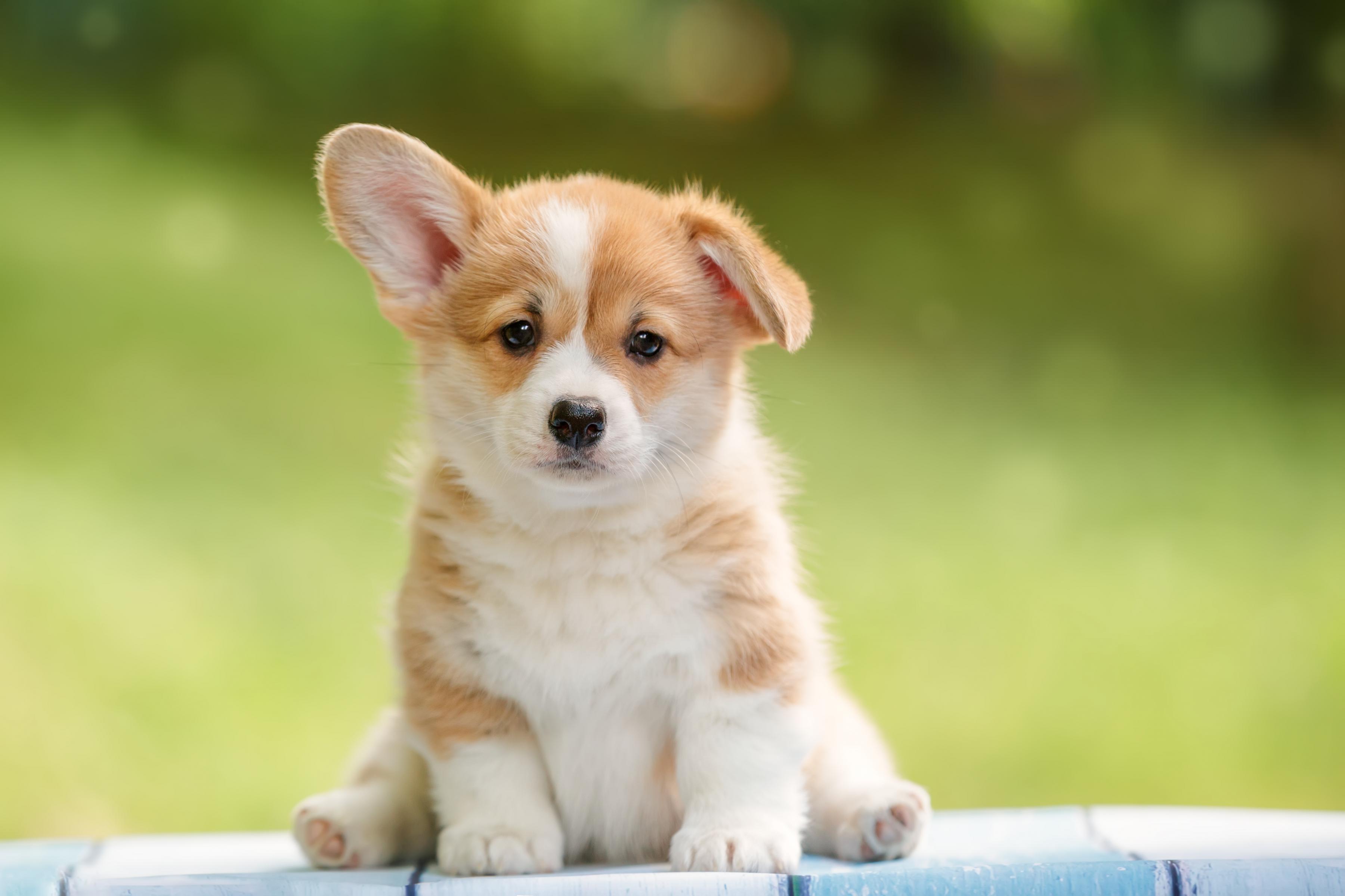 young corgi puppy sitting on wall with one ear up and one ear down