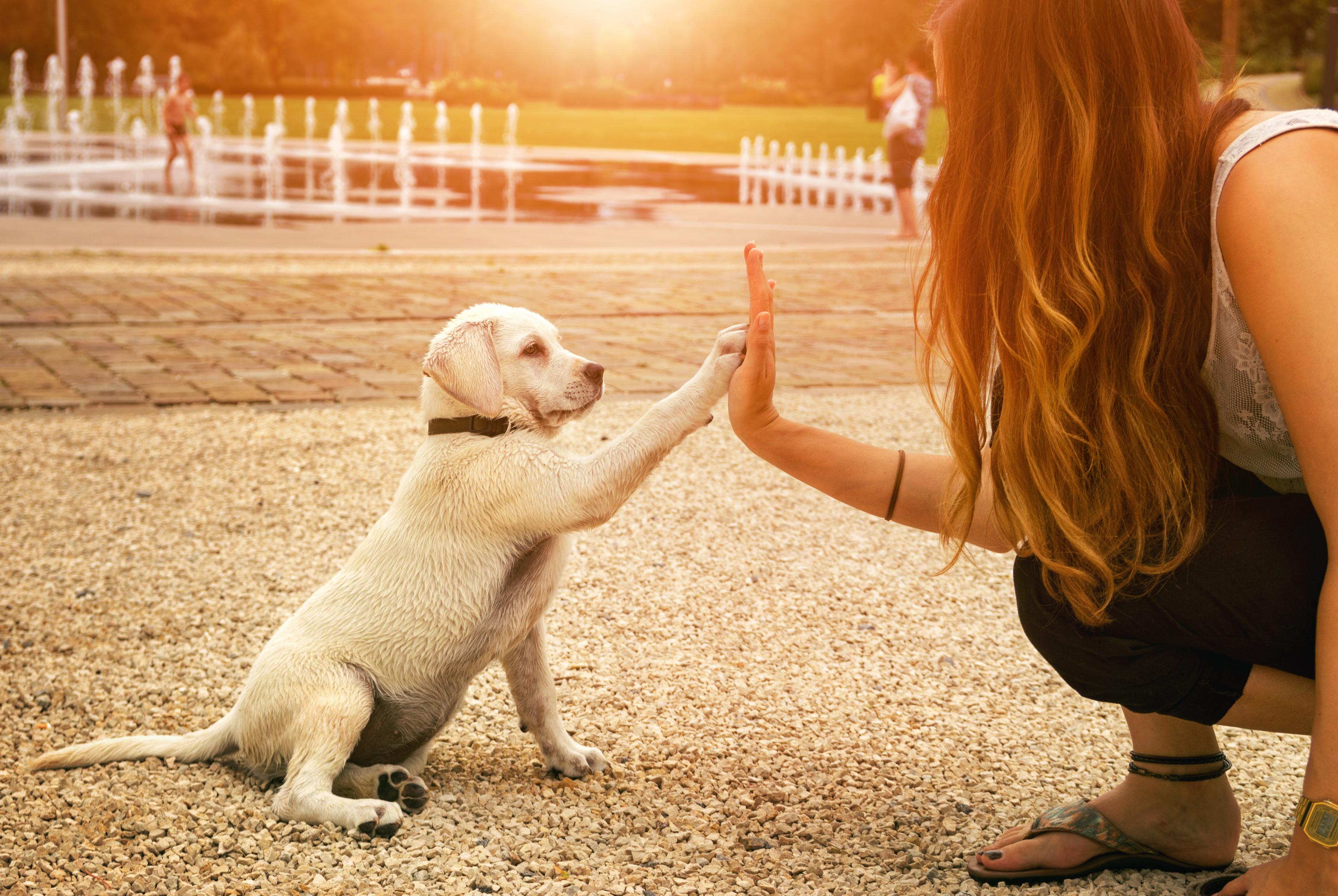 Young labrador dog breed giving owner high five while outdoors