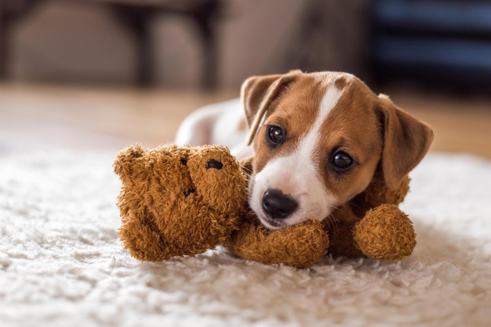 Young puppy laying on floor indoors with head resting on teddy bear