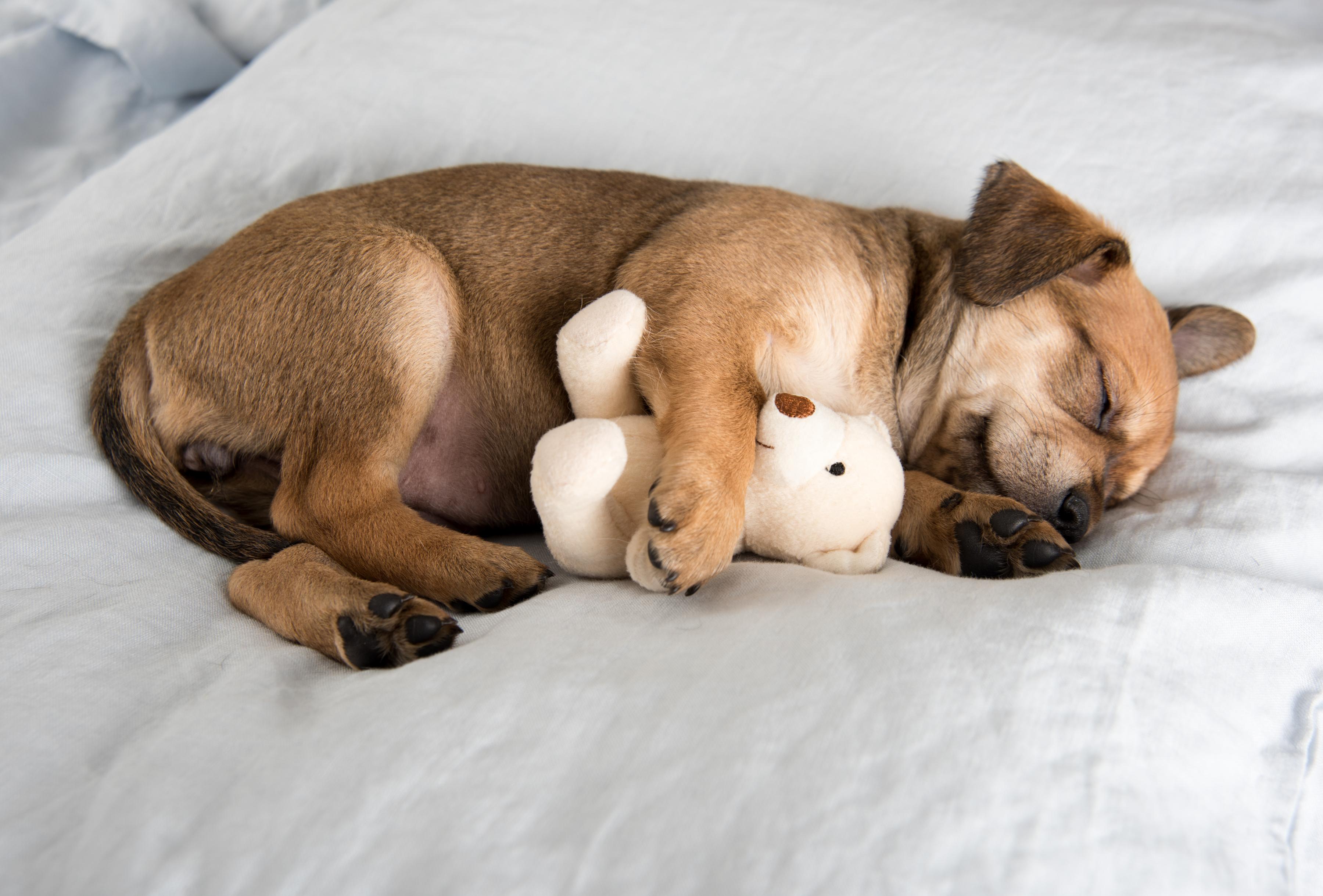 Young puppy's first night resting on bed with small teddy