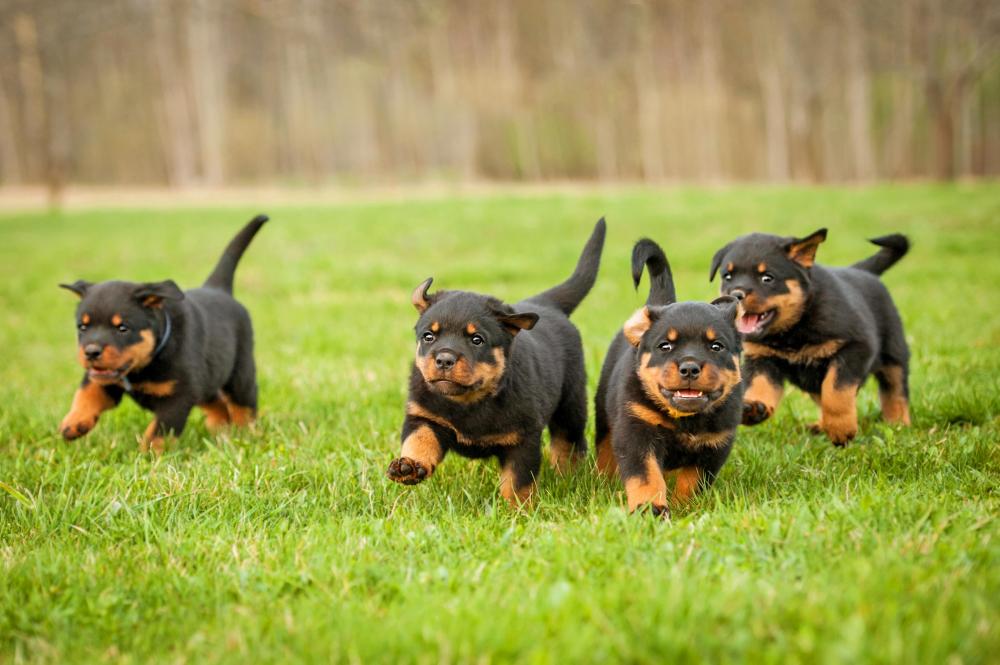 Young rottweiler puppies running on grass towards the camera