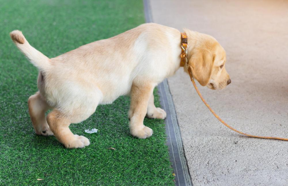 Young yellow labrador puppy training to toilet on grass outside